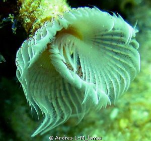 Sabellidae (feather duster worm) by Andres L-M_larraz 
